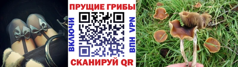 Купить закладки  Микунь  Псилоцибиновые грибы Psilocybine cubensis 